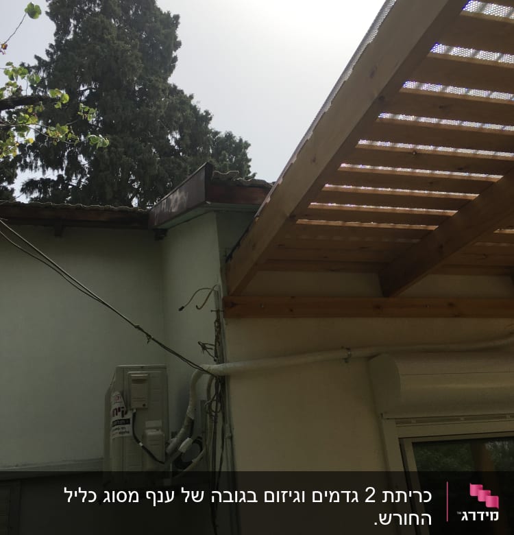 עץ גבוה ליד מבנה עם גג עץ